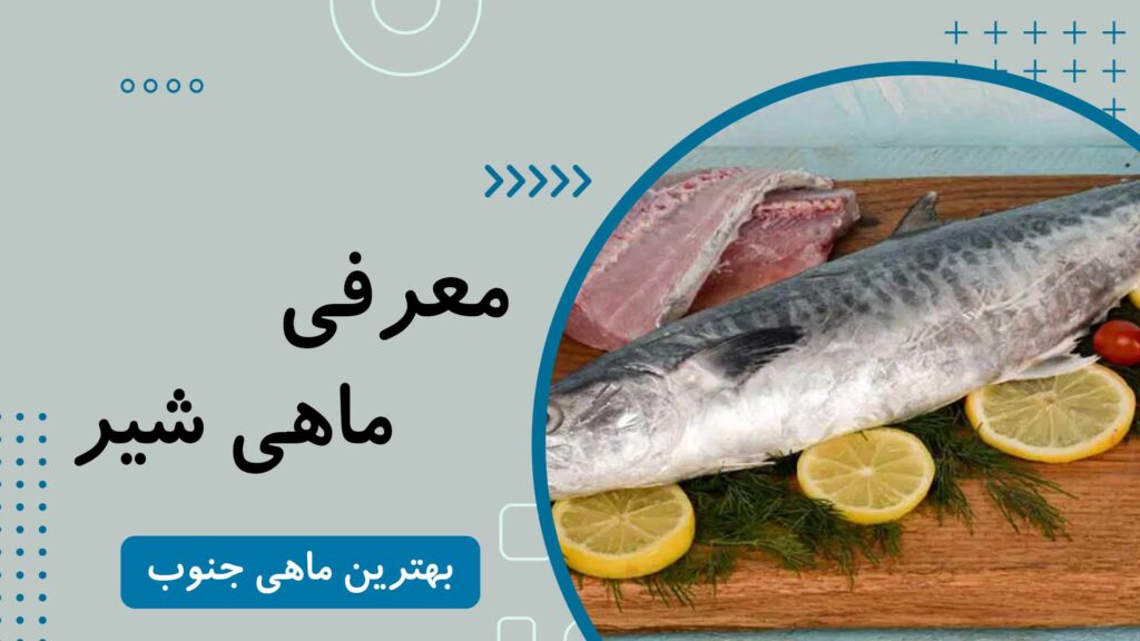 معرفی ماهی شیر + قیمت و لینک خرید