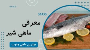 معرفی ماهی شیر + قیمت و لینک خرید
